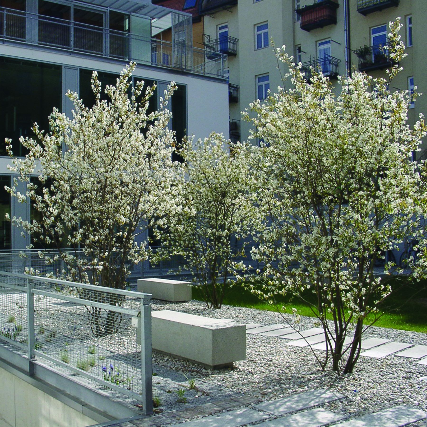 Bild: Frühjahrsblüte der Felsenbirnen im Innenhof, Foto: ver.de landschaftsarchitektur