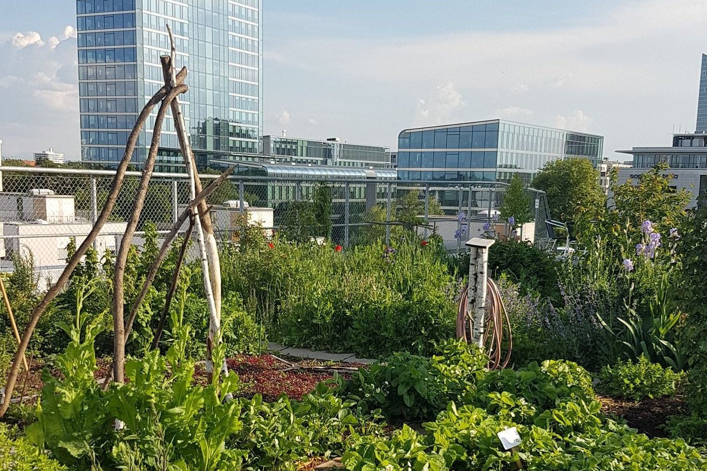 Bild: Nutzgarten der Genossenschaft Wogeno auf dem Dach, Foto: ver.de landschaftsarchitektur