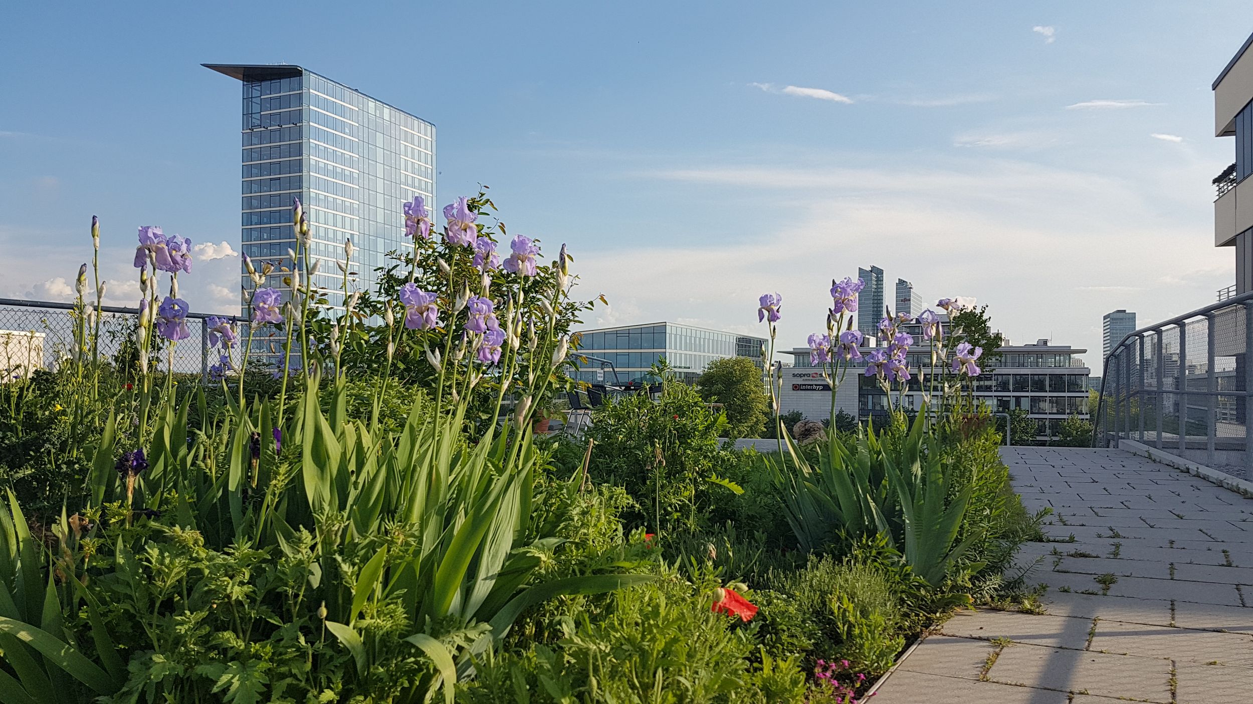 Bild: Urban Gardening-Flächen auf dem Dach, Foto: ver.de landschaftsarchitektur